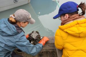 Researchers find new non-native species in Prince William Sound