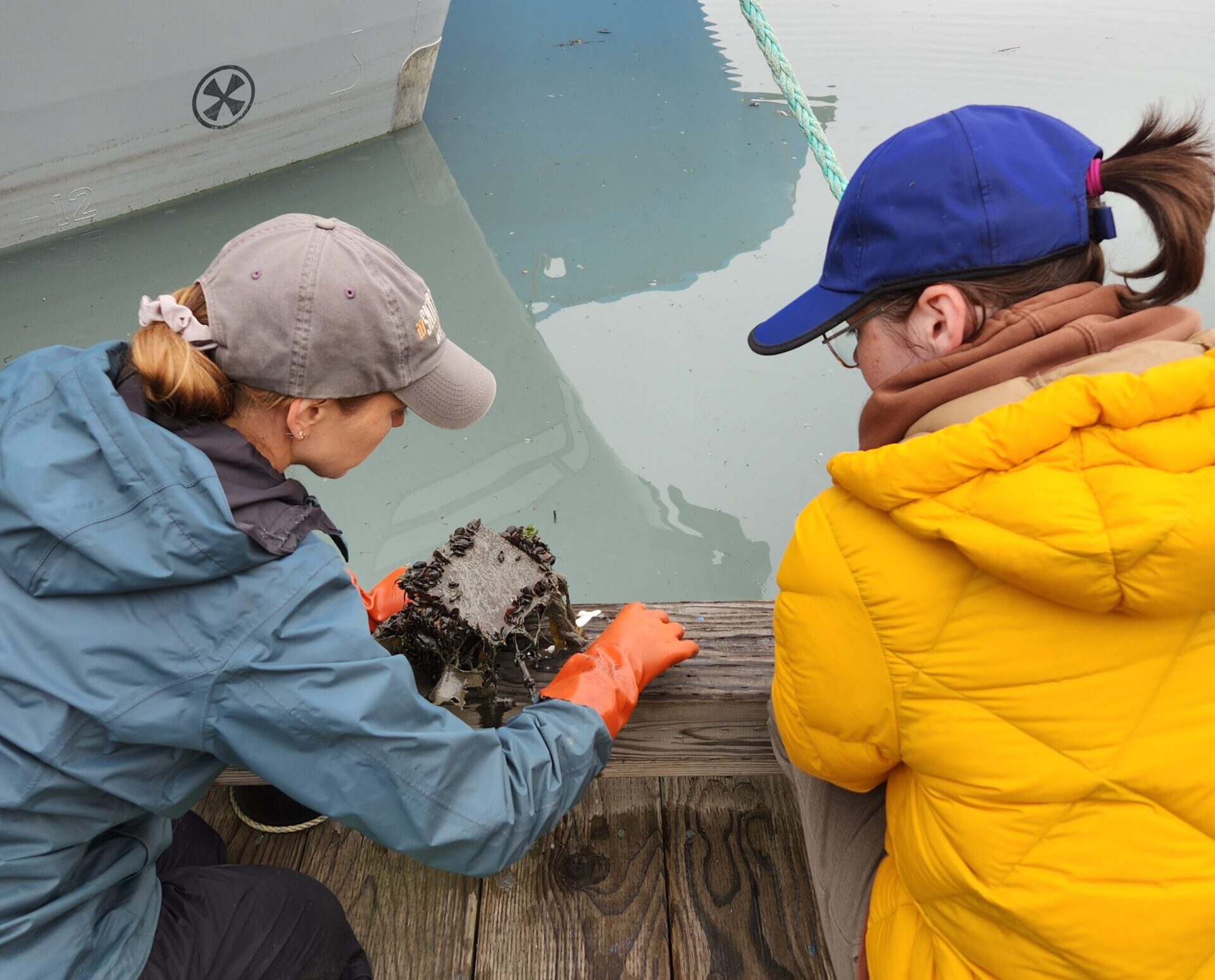 Researchers find new non-native species in Prince William Sound