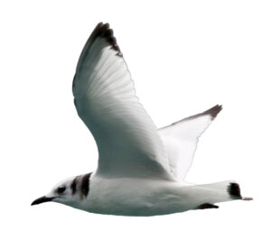 Image of black-legged kittiwake