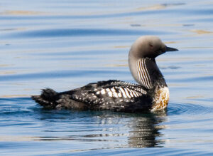 A Pacific Loon, or gavia pacifica, swims on calm water, The bird has black, grey, and white coloring in varying patterns.