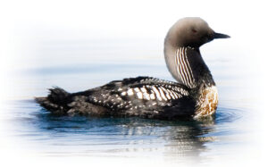 Image of Pacific loon