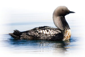 Image of Pacific loon