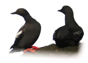 Image of two pigeon guillemots